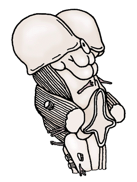 brainstem_large.gif