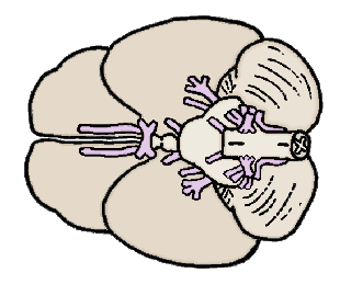 cranial_nerves.gif