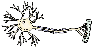 neuron2a.gif