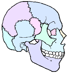 Skull (side-color)