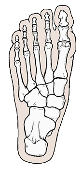 Bones of the foot