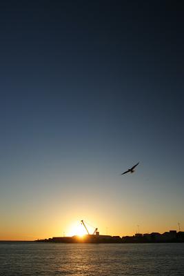 Seagull and setting sun