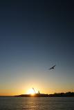 Seagull and setting sun