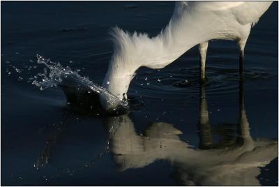 Snowy Egret