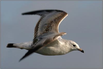 Western Gull