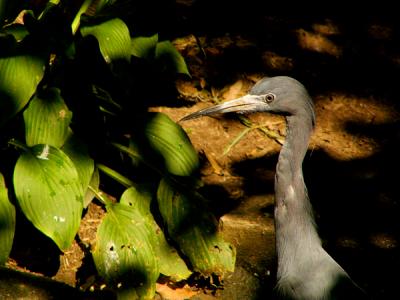 e--GReat-Blue-Heron-1-FZ10-.jpg