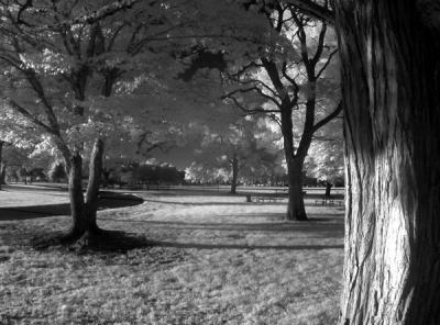e--IR-Tree-S30-ps--IMG_6040.jpg