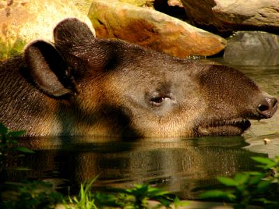 e--Zoobear--FZ10-ps-P5293.jpg