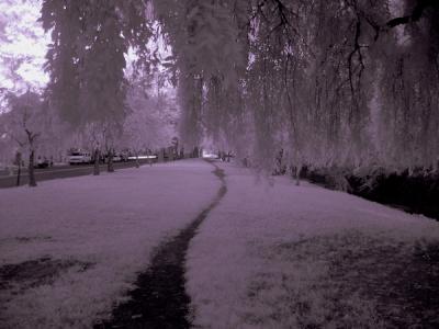 u42/anayv/medium/33414378.eIRLongPath1S30BW093.jpg