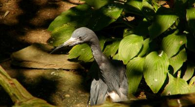 u42/anayv/medium/33414380.eTheHuntHeronFZ10psP.jpg