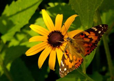 E  V  Butterfly flower 1 FZ10 hp P3500.jpg