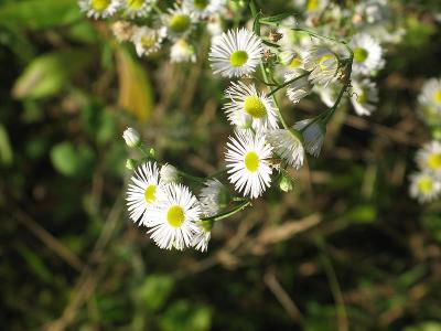 Camomille 1