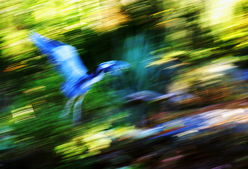 Fly with Me, Vandusen Botanical Gardens, Vancouver, Canada, 2003