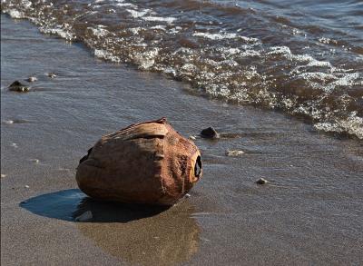 Coconut