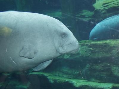 SeaWorld