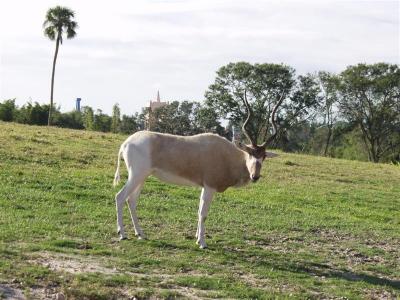 Busch Gardens