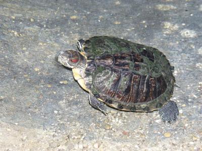 PC055097 (Medium).JPG