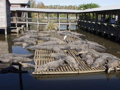 Gatorland