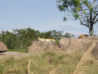 Animal Kingdom