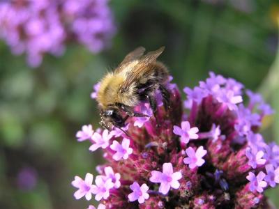 Bee in Norfolk