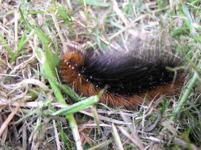 Caterpillar on lawn