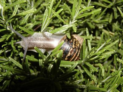 Garden snail (helix aspersa)