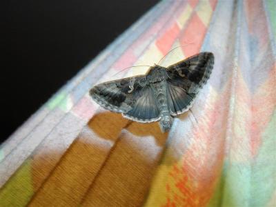 Moth on lampshade