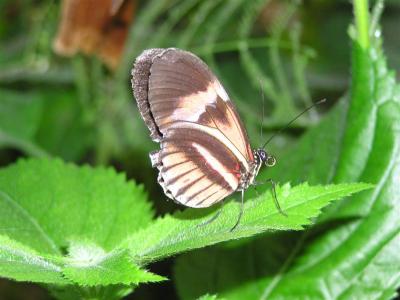 Butterfly in Wales (Butterfly Centre)