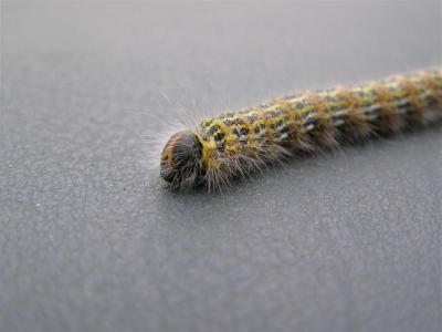 Caterpillar in Wales