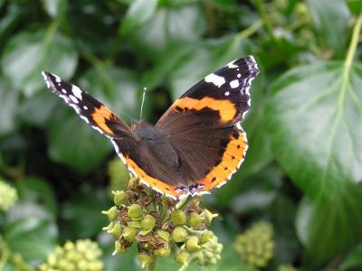 Red Admiral in Wales