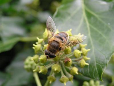 Bee in Wales