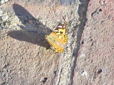 Painted Lady in Wales