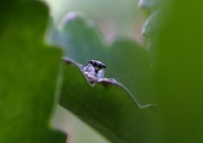 Gallery: Jumping Spiders