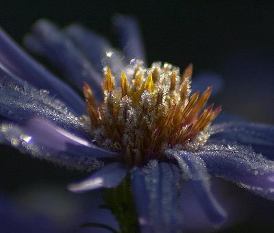 Aster and frost