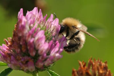 Bumblebee (Bombus pascuorum)