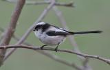 Long tailed tit