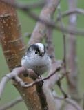 Long tailed tit