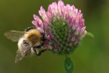 Bumblebee on Clover (Bombus pascuorum)