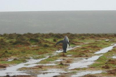 Port Stanley, Falkland Islands