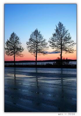 wet asphalt and a row of trees (color)