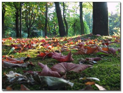 Autumn Park (Kazimierz n/D.G.)