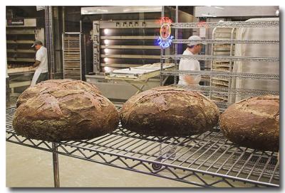 u42/athiker95/medium/40488285.loavesofbread2.jpg