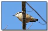 red breasted nuthatch