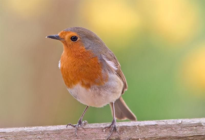 robin 3