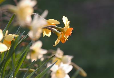 sunlit-daffodils