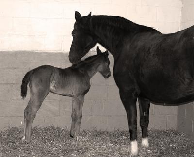 first-foal-of-the-year .