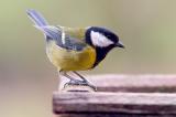 great-tit .