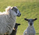 ewe-with-lambs-.jpg