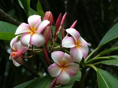 Plumeria Sunset