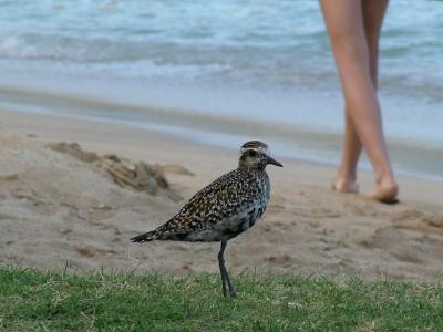 Two Legs
